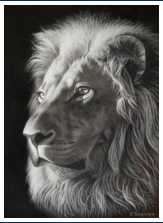 Le lion - dessin crayons pastels - taille : 40 x 30 cm