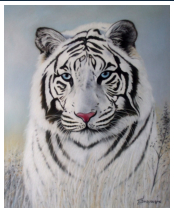 Tigre blanc - pastel sec - taille : 36 x 30 cm