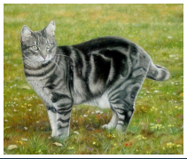 Le chat Miki - pastel sec - taille : 30 x 35cm