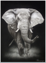 L'lphant - dessin crayons pastels - taille : 30 x 40 cm (indisponible)