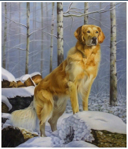 Le golden Reitriever - pastel sec - taille : 38 x 32 cm (disponible)