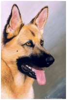 Le berger Allemand - pastel sec - taille : 38 x 24cm (indisponible)