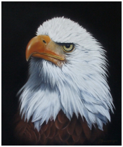Pygargue à tête blanche - pastel sec - taille : 26 x 32 cm (disponible)