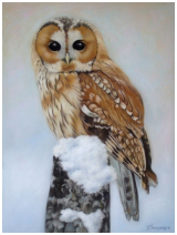 La chouette - pastel sec - taille : 30 x 40 cm (disponible)