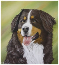 Le bouvier bernois - pastel sec - taille : 28 x 25cm (indisponible)