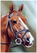 Le cheval - pastel sec - taille : 29 x 19cm (disponible)