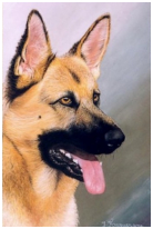 Le berger Allemand - pastel sec - taille : 38 x 24cm (indisponible)